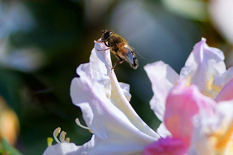 Объектив Carl Zeiss Jena DDR Sonnar 135mm f3.5